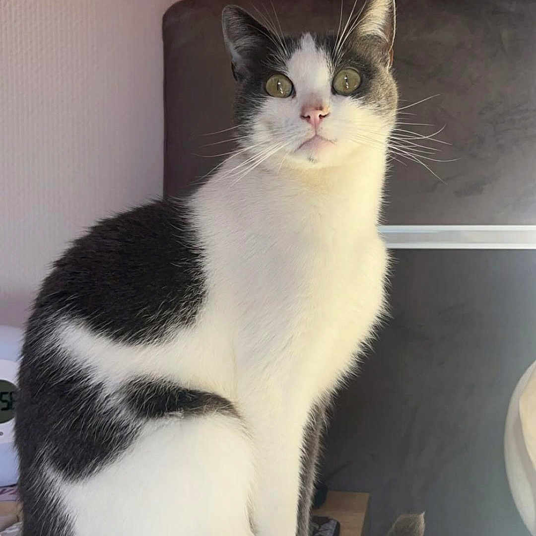 Mia a rejoint le concours — aidez-le/la à gagner de superbes lots ! black_and_white, cat, closeup, cozy, curious, domestic_cat, ears, feline, furniture, headboard, household, indoor, nightstand, pet, portrait, resting, sitting, tablet, tail, whiskers