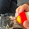 kitten, cat, baby_cat, feeding, bottle, hand, striped_shirt, person, indoor, floor, tile_floor, black_pants, comfort, young_animal, pet, animal, cute, small, nurturing, cozy