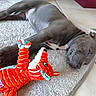 dog, sleeping, plush_toy, gray_dog, rug, floor, paw, toy, indoor, pet, canine, cozy, nap, resting, fur, animal, playful, stuffed_animal, home, relaxed