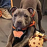 Aron a rejoint le concours — aidez-le/la à gagner de superbes lots ! dog, puppy, gray_dog, harness, orange_harness, plush_toy, floor, indoor, pet, canine, animal, looking_at_camera, curious, playful, human_feet, jeans, sneakers, toy, pet_accessory, companion