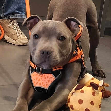 Aron a rejoint le concours — aidez-le/la à gagner de superbes lots ! dog, puppy, gray_dog, harness, orange_harness, plush_toy, floor, indoor, pet, canine, animal, looking_at_camera, curious, playful, human_feet, jeans, sneakers, toy, pet_accessory, companion