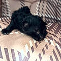 Annie C.
