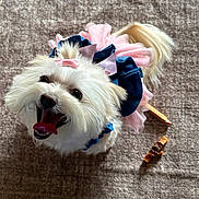 Sophie joined the competition — help win amazing prizes! dog, white_dog, small_dog, pet, happy, tongue_out, costume, pink_bow, blue_ribbon, carpet, indoor, cute, animal, chewed_treat, playful, fur, looking_up, smiling, toy, domestic_animal
