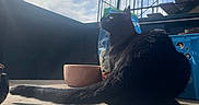 Daisy is registered to the contest to win money with this photo: animal, bag, balcony, black_cat, blue_crate, bowl, cat, clouds, daylight, fence, fur, outdoor, pet, quiet, relaxing, shadow, sky, staircase, sunlight, table
