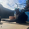 black_cat, cat, animal, pet, sunlight, shadow, table, bowl, blue_crate, bag, outdoor, balcony, sky, clouds, fence, staircase, daylight, quiet, relaxing, fur