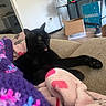 Daisy is registered to the contest to win money with this photo: black_cat, cat, tongue_out, blanket, couch, indoor, living_room, box, shoe, electronics, wall, doorway, floor, cords, purple_blanket, pink_blanket, relaxed, pet, furniture, household