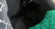 Daisy is registered to the contest to win money with this photo: black_cat, cat, pet, animal, feline, indoor, couch, blanket, cozy, green_eyes, paw, fur, resting, relaxing, home, soft_texture, curled_up, domestic_cat, sleeping_spot, furniture