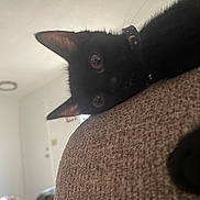 Daisy is registered to the contest to win money with this photo: black_cat, cat, indoor, curious, collar, feline, pet, animal, close_up, couch, texture, ears, eyes, whiskers, home, relaxed, soft_light, furniture, domestic, peek