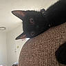 black_cat, cat, indoor, curious, collar, feline, pet, animal, close_up, couch, texture, ears, eyes, whiskers, home, relaxed, soft_light, furniture, domestic, peek