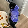Daisy is registered to the contest to win money with this photo: cat, black_cat, hoodie, purple_hoodie, pet, indoor, furniture, couch, blanket, floor, wooden_floor, curious, cozy, animal, domestic_animal, looking_back, resting, clothing, sparkly_text, home