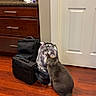 Thor is registered to the contest to win money with this photo: cat, gray_cat, backpack, camouflage, black_backpack, wooden_floor, door, cabinet, kitchen, indoor, curious, pet, animal, floor, furniture, home, looking_back, domestic_cat, mammal, whiskers