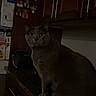 Thor joined the competition — help win amazing prizes! cat, gray_cat, kitchen, countertop, cabinet, refrigerator, photo, paper, indoor, pet, animal, feline, dark, shadow, furniture, home, curious, looking, sitting, domestic
