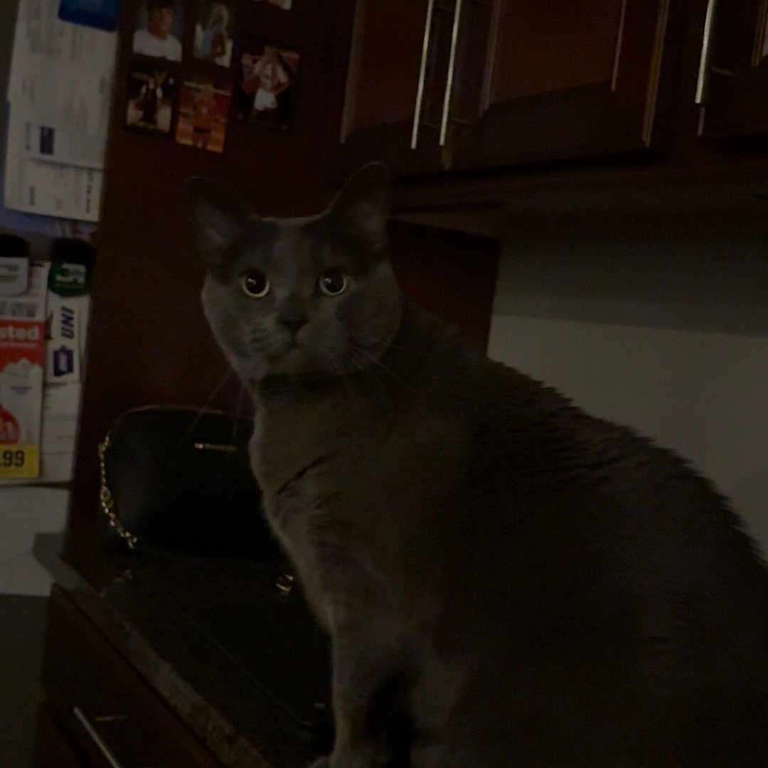 Thor joined the competition — help win amazing prizes! cat, gray_cat, kitchen, countertop, cabinet, refrigerator, photo, paper, indoor, pet, animal, feline, dark, shadow, furniture, home, curious, looking, sitting, domestic