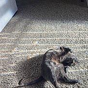 Thor joined the competition — help win amazing prizes! cat, gray_cat, carpet, indoor, sunlight, shadow, striped_shadow, relaxed, animal, pet, feline, floor, home, cozy, texture, light, window_light, resting, comfortable, quiet