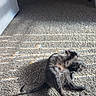 cat, gray_cat, carpet, indoor, sunlight, shadow, striped_shadow, relaxed, animal, pet, feline, floor, home, cozy, texture, light, window_light, resting, comfortable, quiet
