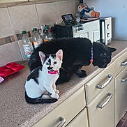 Miyla is registered to the contest to win money with this photo: animal, black_cat, bottle, cabinet, cat, collar, countertop, curious, domestic_animal, feline, indoor, kitchen, kitten, microwave, penguin, pet, plush_toy, sitting, tile_wall, white_cat