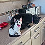 animal, black_cat, bottle, cabinet, cat, collar, countertop, curious, domestic_animal, feline, indoor, kitchen, kitten, microwave, penguin, pet, plush_toy, sitting, tile_wall, white_cat