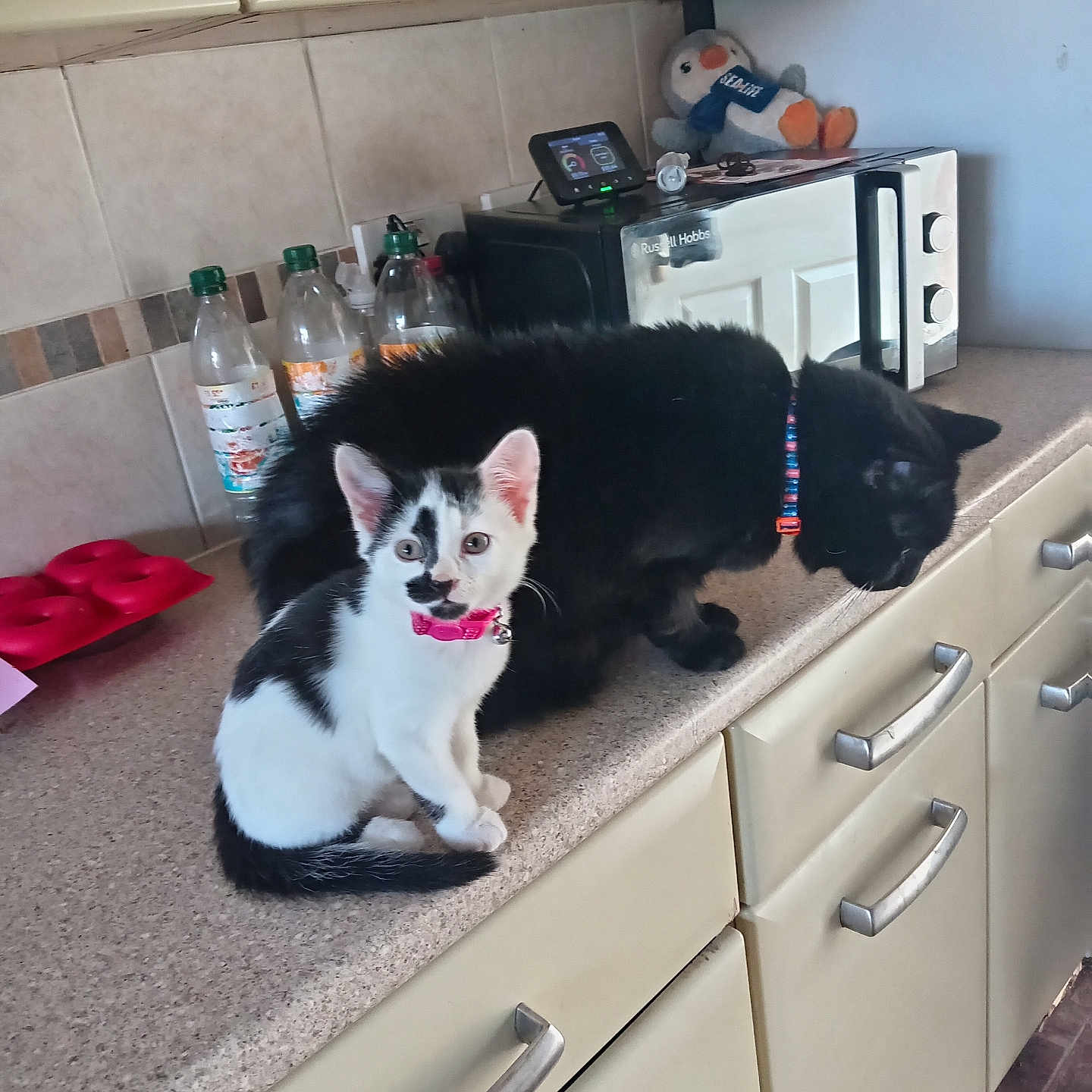 Miyla is registered to the contest to win money with this photo: animal, black_cat, bottle, cabinet, cat, collar, countertop, curious, domestic_animal, feline, indoor, kitchen, kitten, microwave, penguin, pet, plush_toy, sitting, tile_wall, white_cat