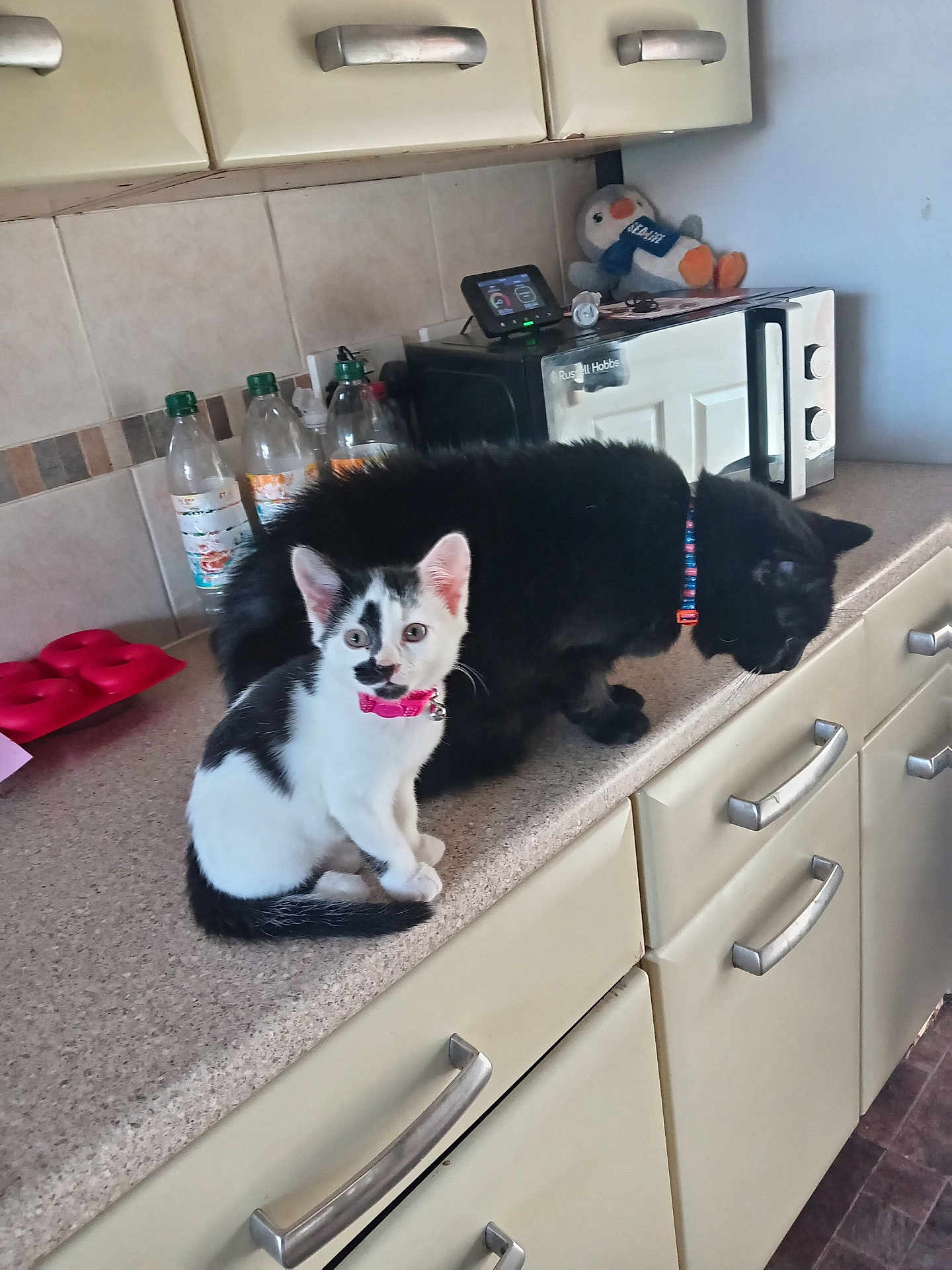 Miyla is registered to the contest to win money with this photo: animal, black_cat, bottle, cabinet, cat, collar, countertop, curious, domestic_animal, feline, indoor, kitchen, kitten, microwave, penguin, pet, plush_toy, sitting, tile_wall, white_cat
