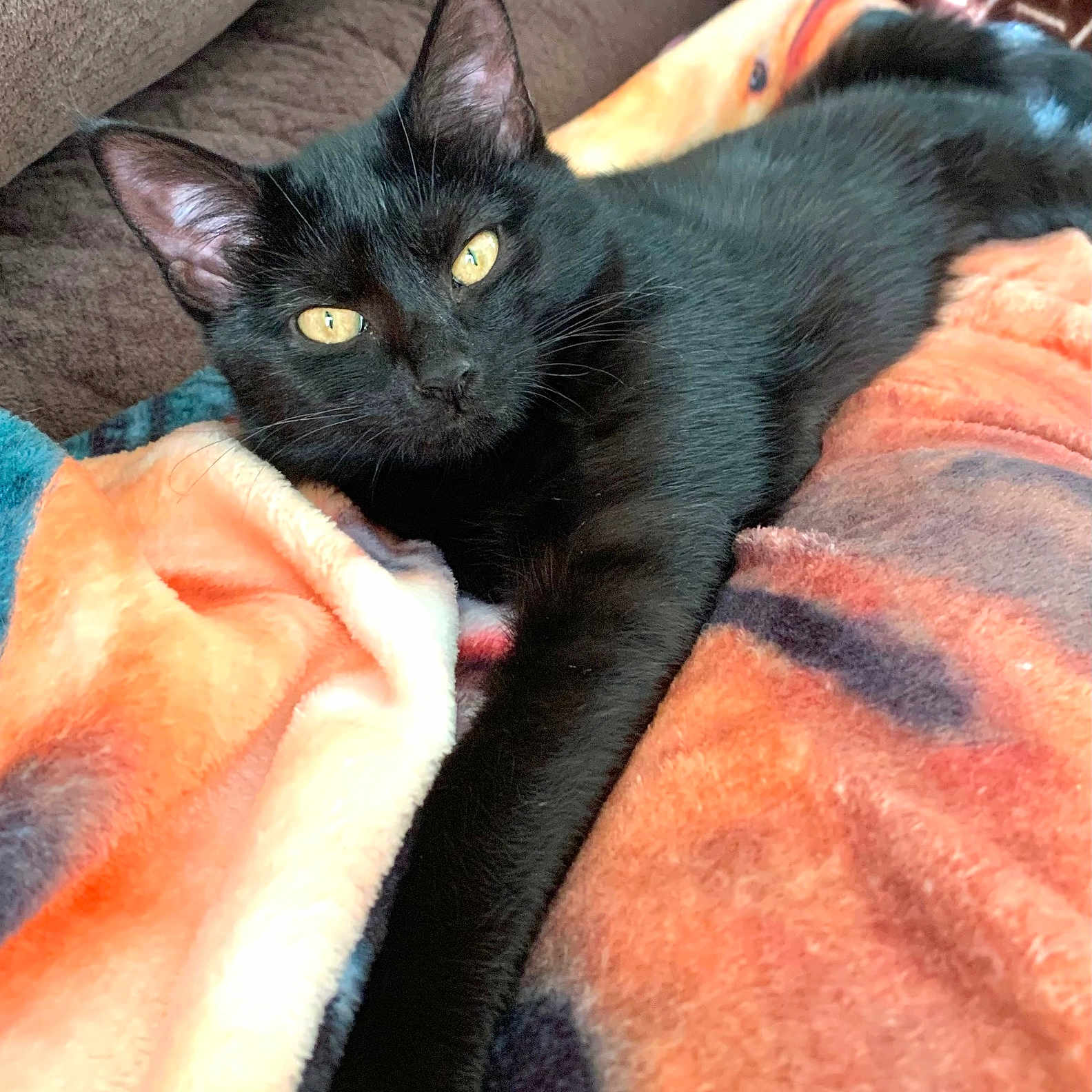 Pepper is registered to the contest to win money with this photo: abyssinian, animal, bed, blackcat, blanket, cat, couch, face, furniture, head, kitten, manx, person, pet, quilt, sleeping, towel, velvet