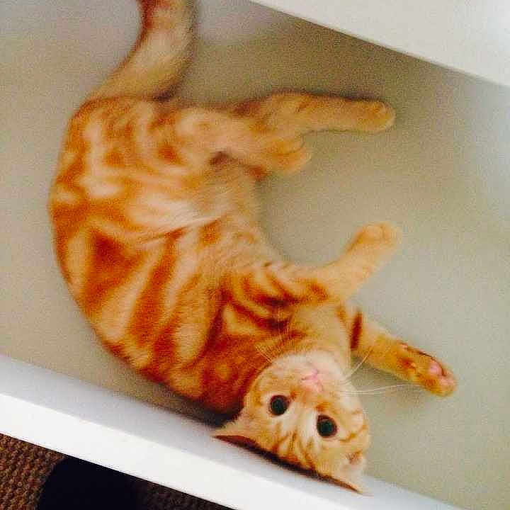 Alfie