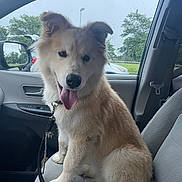 Rocky is registered to the contest to win money with this photo: dog, pet, car, rain, window, seat, leash, tongue_out, happy, fluffy, indoor, vehicle_interior, side_view_mirror, gray_seat, tree, park, daytime, wet_window, canine, sitting