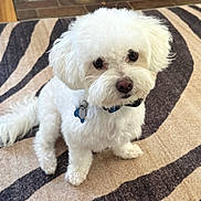 Charlie is registered to the contest to win money with this photo: dog, white_dog, fluffy, pet, indoor, carpet, zebra_pattern, cute, small_dog, collar, tag, fur, animal, domestic_animal, looking_up, sitting, floor, companion, friendly, adorable