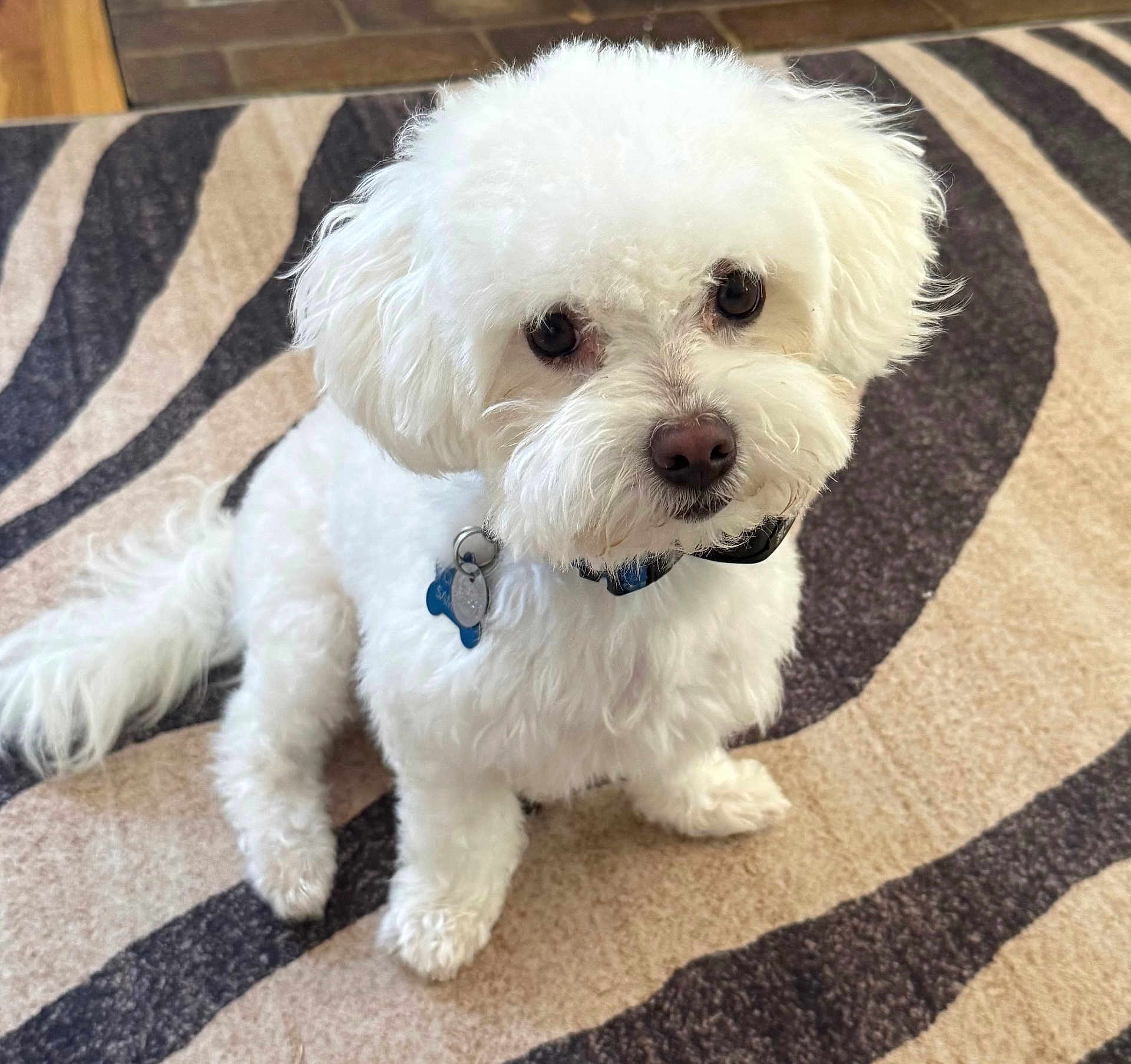 Charlie is registered to the contest to win money with this photo: dog, white_dog, fluffy, pet, indoor, carpet, zebra_pattern, cute, small_dog, collar, tag, fur, animal, domestic_animal, looking_up, sitting, floor, companion, friendly, adorable