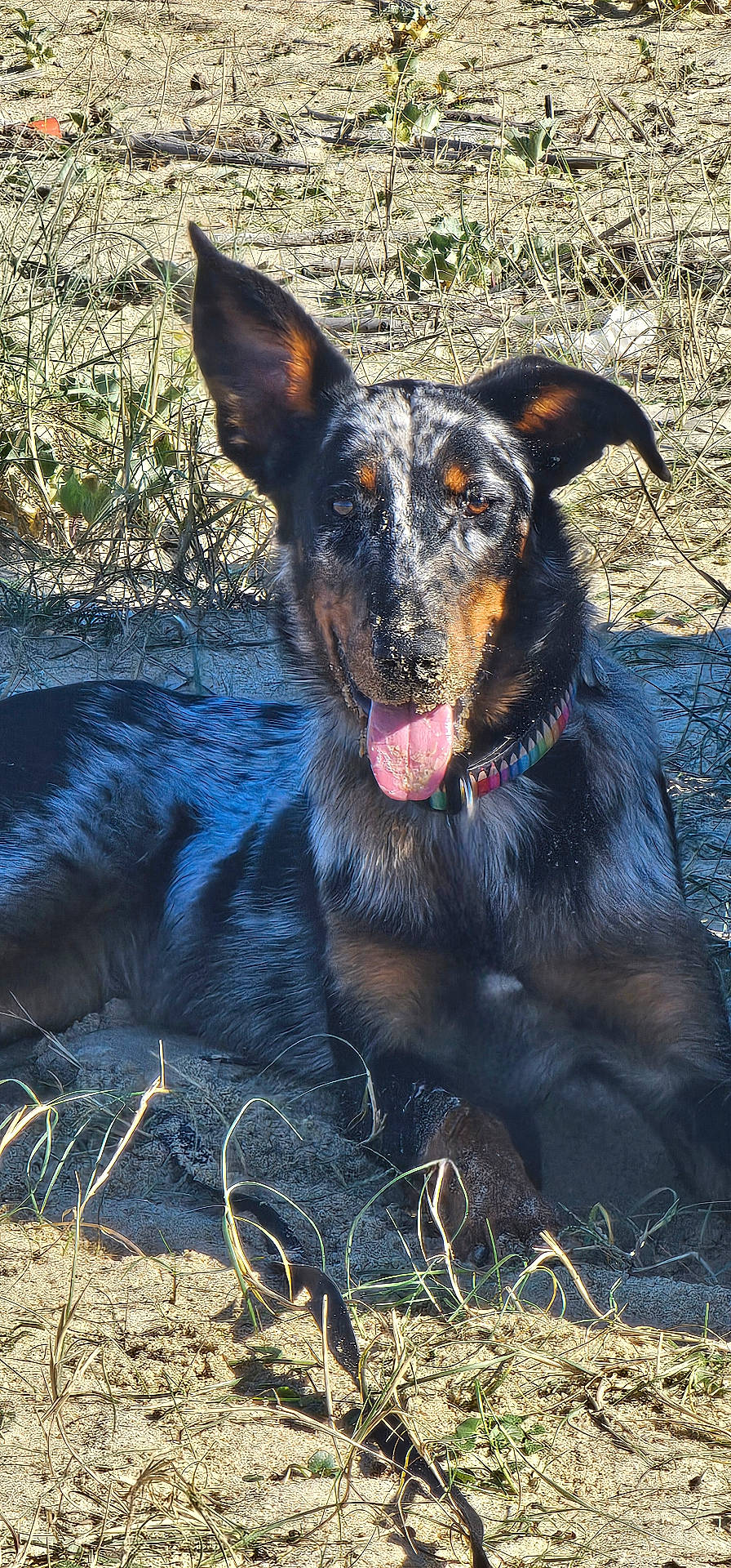Udine a rejoint le concours — aidez-le/la à gagner de superbes lots ! animal, bodypart, canine, dog, face, germanshepherd, grass, head, hound, mouth, nature, outdoors, person, pet, photography, plant, portrait, puppy, rock, soil