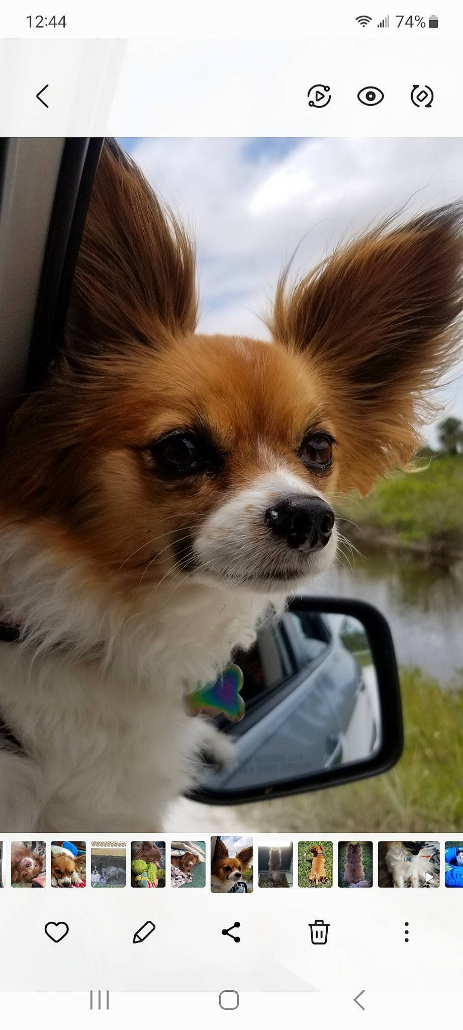 Kiwi is registered to the contest to win money with this photo: automotive_mirror, carnivore, cloud, companion_dog, dog, dog_breed, dog_supply, eyewear, fawn, fur, liver, papillon, russkiy_toy, sky, snapshot, terrestrial_animal, toy_dog, travel, whiskers, working_animal