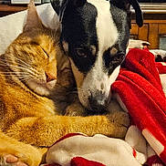 Tigger is registered to the contest to win money with this photo: cat, dog, snuggling, close_up, blanket, red, white, ginger_cat, black_and_white_dog, pet, animal, cozy, friendship, resting, sleeping_cat, indoor, cute, fur, companion, warmth