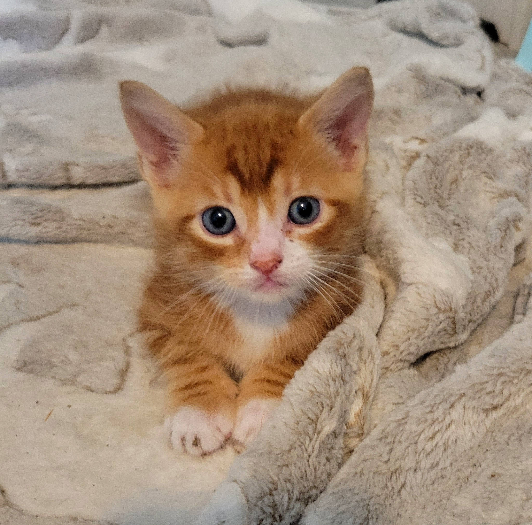 Sherbert is registered to the contest to win money with this photo: carnivore, cat, claw, domestic_short_haired_cat, fawn, felidae, fur, paw, sand, small_to_medium_sized_cats, snout, tail, terrestrial_animal, whiskers, window, wood