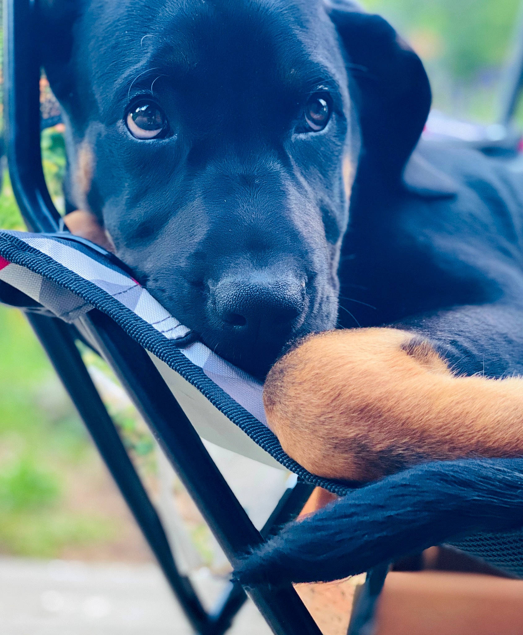 Dozer is registered to the contest to win money with this photo: blue_lacy, canidae, carnivore, companion_dog, dog, dog_breed, eye, fawn, grass, hunting_dog, labrador_retriever, mammal, nose, patterdale_terrier, pointing_breed, puppy, retriever, snout, sporting_group, vertebrate