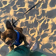 Dinki is registered to the contest to win money with this photo: animal, bare_feet, beach, blue_harness, close_up, cute, dog, happy, leash, legs, outdoor, person, pet, playful, sand, shadows, small_dog, summer, sunlight, tongue_out