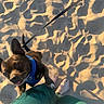 animal, bare_feet, beach, blue_harness, close_up, cute, dog, happy, leash, legs, outdoor, person, pet, playful, sand, shadows, small_dog, summer, sunlight, tongue_out