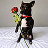 Dinki joined the competition — help win amazing prizes! animal, bed, black_dog, collar, curious, cute, dog, flower, indoor, pet, plant, portrait, red_collar, red_rose, rose, sitting, small_dog, stem, white_bed, wide_eyes