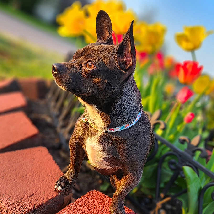 Dinki is registered to the contest to win money with this photo: blue_sky, bokeh, brick, collar, curious, daylight, dog, flower_bed, garden, grass, greenery, nature, outdoor, pet, plant, red_tulips, small_dog, spring, tulips, yellow_tulips