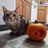 animal, appliance, brown, cabinet, carved_pumpkin, cat, collar, curious, cute, domestic, floor, indoor, kitchen, orange, pet, pumpkin, tabby_cat, tile_floor, whiskers, wooden_cabinet