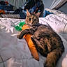 animal, bed, carrot, cat, cluttered_room, cozy, curtains, cute, domestic, feline, furniture, indoor, pet, plush_toy, relaxed, resting, sleepy, tabby, toy, white_bedspread