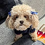 dog, fluffy, curly_fur, blue_bows, pet, cute, looking_up, sweater, indoor, blanket, textured, colorful, cozy, small_dog, companion, animal, cute_pet, adorable, fur, ears