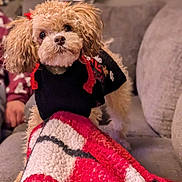 Mona is registered to the contest to win money with this photo: dog, puppy, curly_fur, black_outfit, red_bows, blanket, couch, indoor, cozy, pet, cute, small_dog, fur, animal, companion, living_room, soft_texture, sitting, adorable, domestic_animal