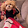 dog, puppy, curly_fur, black_outfit, red_bows, blanket, couch, indoor, cozy, pet, cute, small_dog, fur, animal, companion, living_room, soft_texture, sitting, adorable, domestic_animal