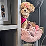 Mona joined the competition — help win amazing prizes! dog, small_dog, pink_bow, pink_vest, curious, gray_shelf, pink_blanket, cozy, indoor, fan, framed_photo, family_photo, wood_floor, corner, pet, fur, cute, peeking, home, furniture