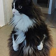 Princesse participe au concours pour gagner de l'argent avec cette photo : cat, fluffy, black_and_white, sitting, table, indoor, curious, wide_eyes, wooden_table, fireplace, furniture, pet, animal, domestic, fur, whiskers, face, ears, paws, household