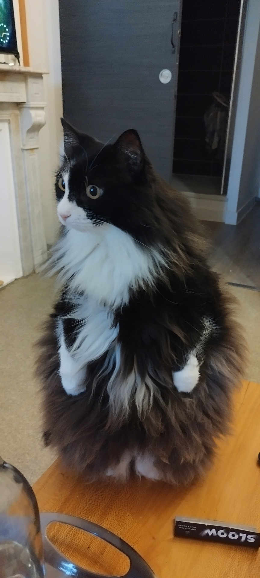 Princesse participe au concours pour gagner de l'argent avec cette photo : cat, fluffy, black_and_white, sitting, table, indoor, curious, wide_eyes, wooden_table, fireplace, furniture, pet, animal, domestic, fur, whiskers, face, ears, paws, household