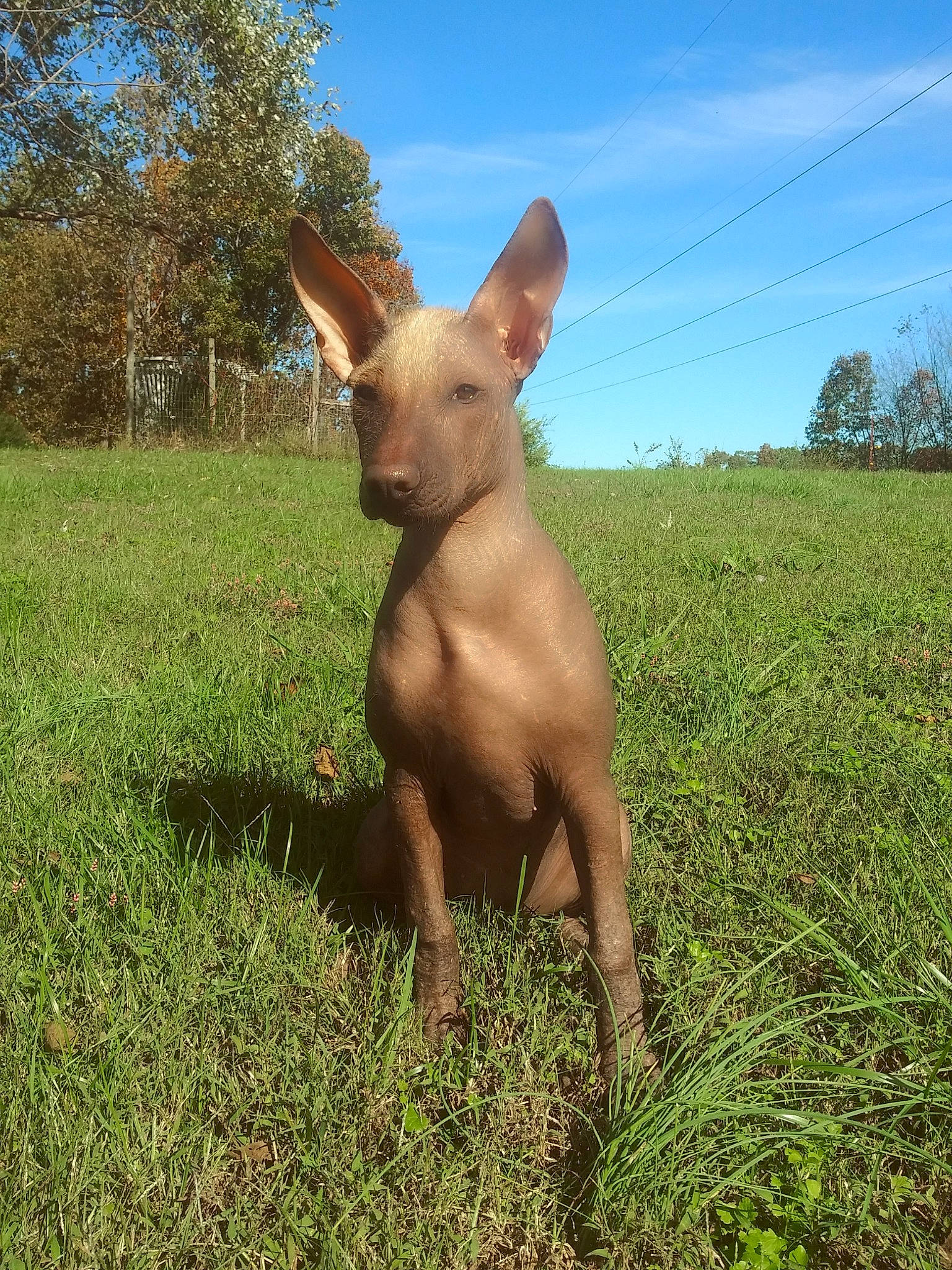 Xochi is registered to the contest to win money with this photo: american_hairless_terrier, canidae, carnivore, cirneco_delletna, dog, dog_breed, fawn, grass, hunting_dog, ibizan_hound, mammal, mexican_hairless_dog, non_sporting_group, pariah_dog, peruvian_hairless_dog, pharaoh_hound, podenco_canario, thai_ridgeback, vertebrate
