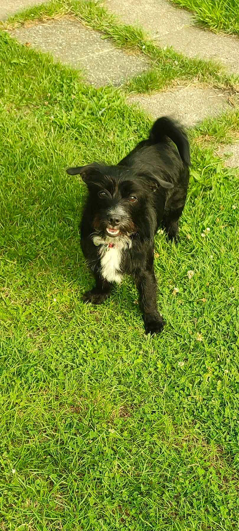 Tina participe au concours pour gagner de l'argent avec cette photo : canidae, carnivore, companion_dog, dog, dog_breed, grass, grassland, groundcover, herding_dog, hunting_dog, lawn, liver, pasture, plant, snout, sporting_group, tail, terrestrial_animal, working_animal, working_dog