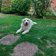 Largot a rejoint le concours — aidez-le/la à gagner de superbes lots ! dog, golden_retriever, fluffy, white_fur, happy, smiling, lying_down, outdoor, garden, lawn, grass, backyard, plants, shrubs, trees, fence, stepping_stones, portrait, pet, sunlight