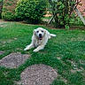 dog, golden_retriever, fluffy, white_fur, happy, smiling, lying_down, outdoor, garden, lawn, grass, backyard, plants, shrubs, trees, fence, stepping_stones, portrait, pet, sunlight