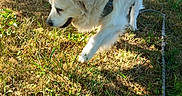 Largot participe au concours pour gagner de l'argent avec cette photo : dog, white_dog, fluffy, golden_retriever, outdoor, grass, park, tree, leash, harness, walking, standing, lying_down, animal, pet, fur, tail, sunlight, nature, canine